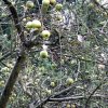Bad_Schandau_2016